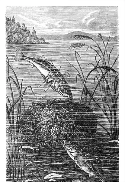Sea stickleback (Gasterosteus leirus)