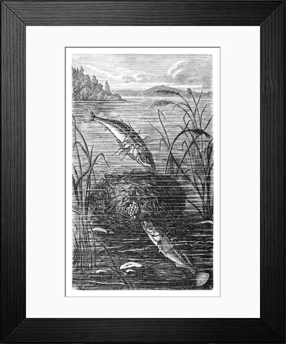 Framed Print : Sea stickleback (Gasterosteus leirus) Framed Print : Sea stickleback (Gasterosteus leirus)