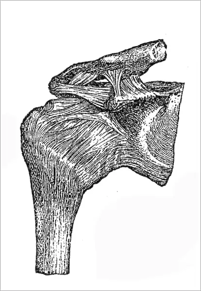 Humerus joint