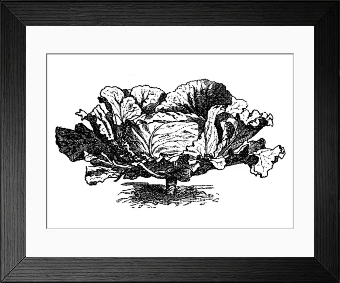 Framed Print : Cabbage (Brassica oleracea capitata)