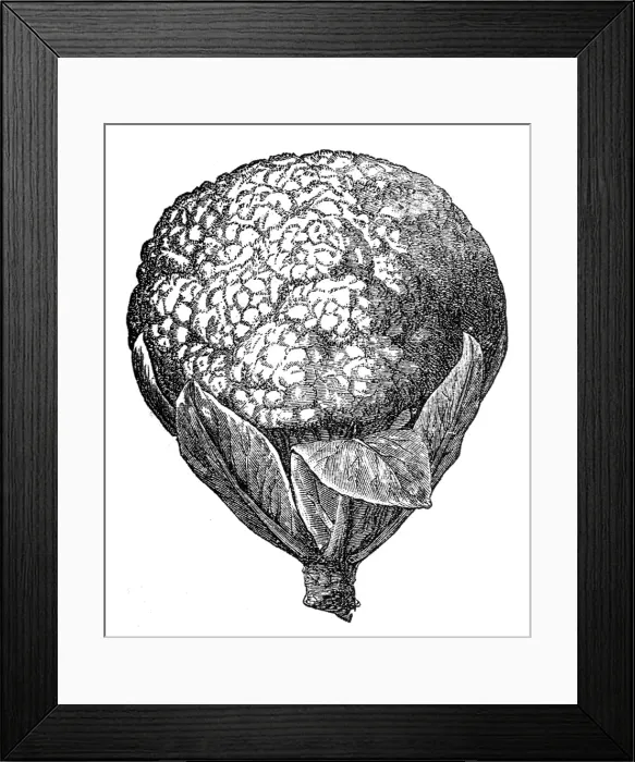 Framed Print : Cauliflower Framed Print : Cauliflower