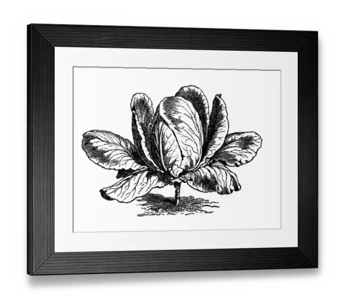 Framed Print : Sugar head Cabbage (Brassica oleraceacapitata)