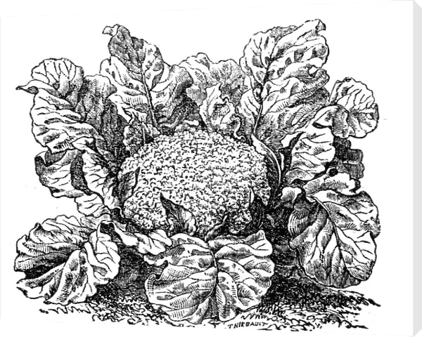 Cauliflower (brassica oleracea)