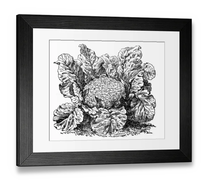 Framed Print : Cauliflower (brassica oleracea) Framed Print : Cauliflower (brassica oleracea)