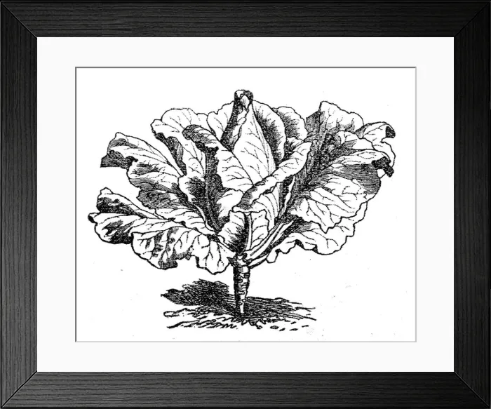 Framed Print : Cabbage (Brassica oleracea capitata) Framed Print : Cabbage (Brassica oleracea capitata)