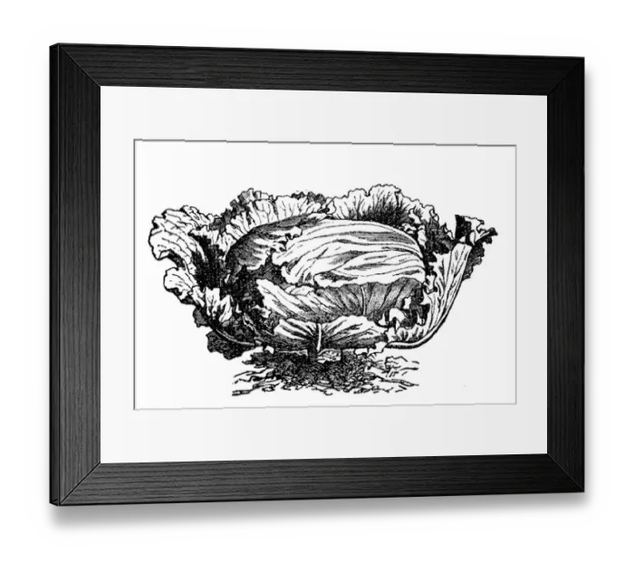Framed Print : Cabbage (Brassica oleracea capitata) Framed Print : Cabbage (Brassica oleracea capitata)