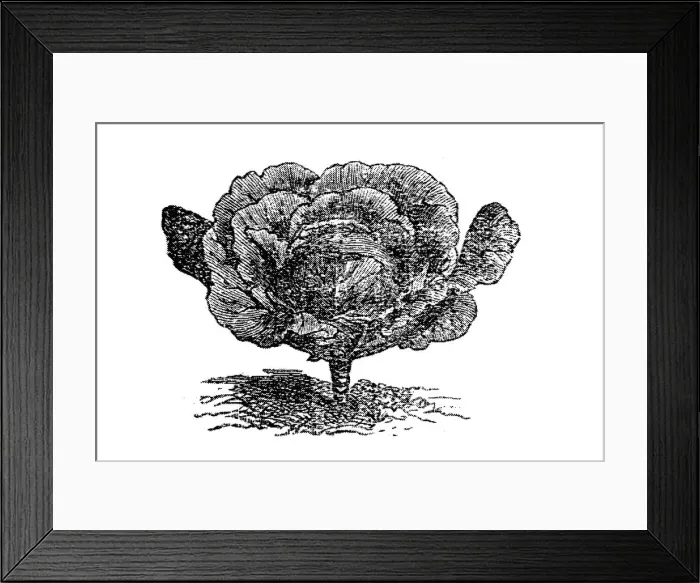 Framed Print : Cabbage (Brassica oleracea capitata) Framed Print : Cabbage (Brassica oleracea capitata)