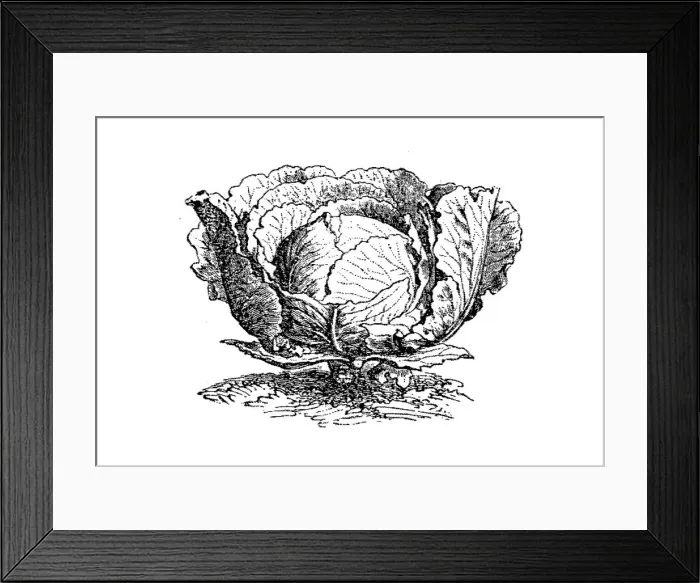 Framed Print : Cabbage (Brassica oleracea capitata) Framed Print : Cabbage (Brassica oleracea capitata)