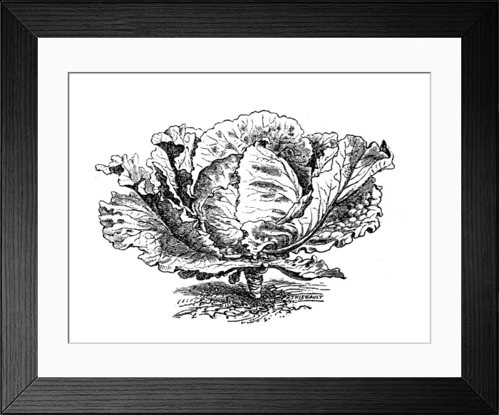 Framed Print : Cabbage (Brassica oleracea capitata) Framed Print : Cabbage (Brassica oleracea capitata)