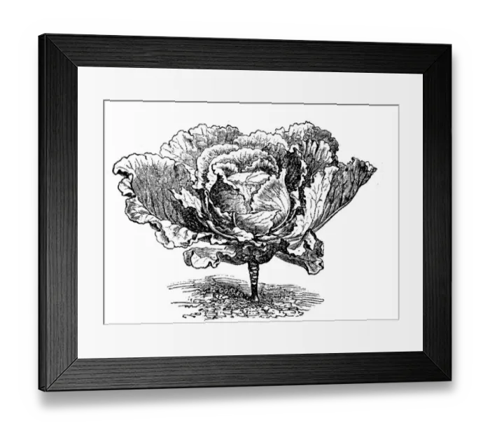 Framed Print : Cabbage (Brassica oleracea capitata) Framed Print : Cabbage (Brassica oleracea capitata)