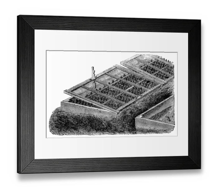 Framed Print : Plant nursery