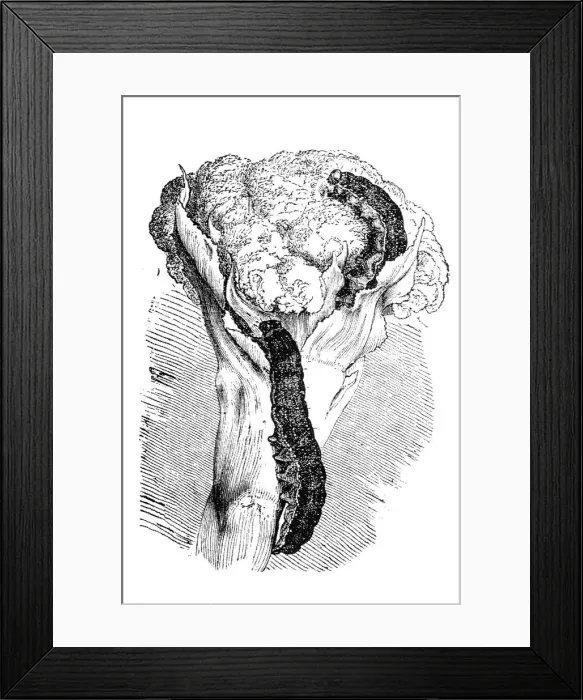 Framed Print : Caterpillar of a cabbage moth (Mamestra brassicae) Framed Print : Caterpillar of a cabbage moth (Mamestra brassicae)