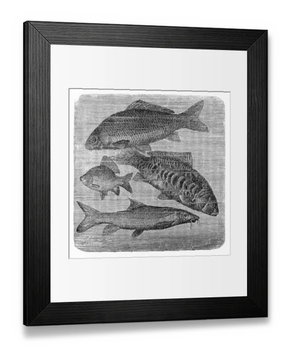 Framed Print : common carp, Mirror carp, Crucian carp, Barbus barbus Framed Print : common carp, Mirror carp, Crucian carp, Barbus barbus