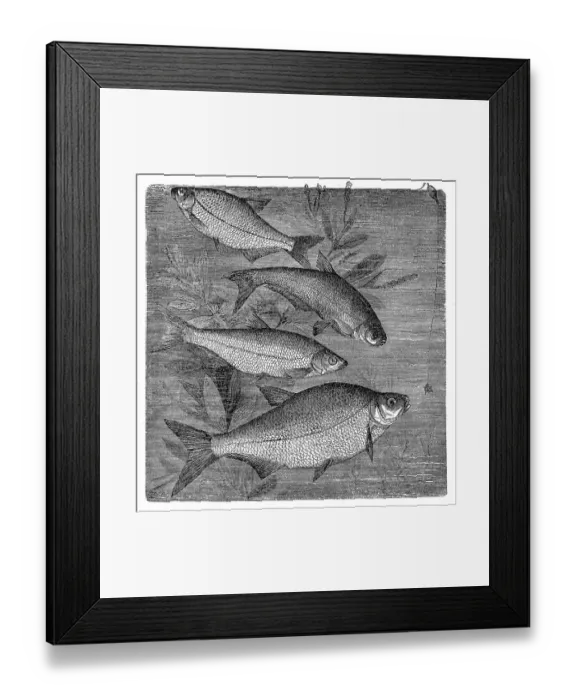 Framed Print : Breams. Illustration of a breams Framed Print : Breams. Illustration of a breams