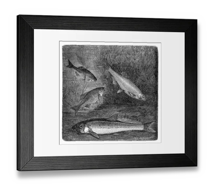 Framed Print : European bitterling, bleak and gudgeon Framed Print : European bitterling, bleak and gudgeon