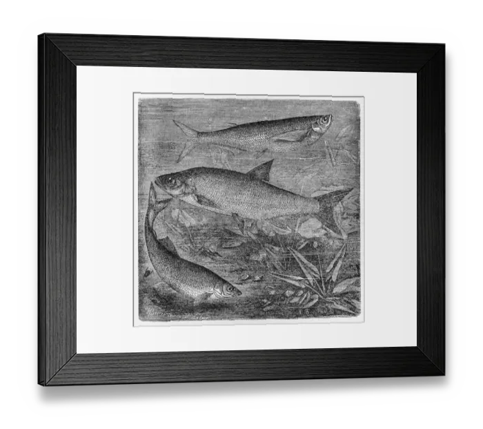 Framed Print : Sichel, asp and common nase Framed Print : Sichel, asp and common nase