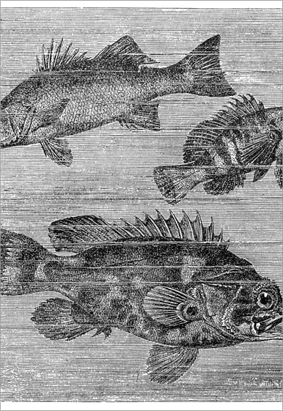 Seabass (Labrax lupus), painted comber (Serranus scriba) und Atlantic wreckfish (Polyprion cernuum)