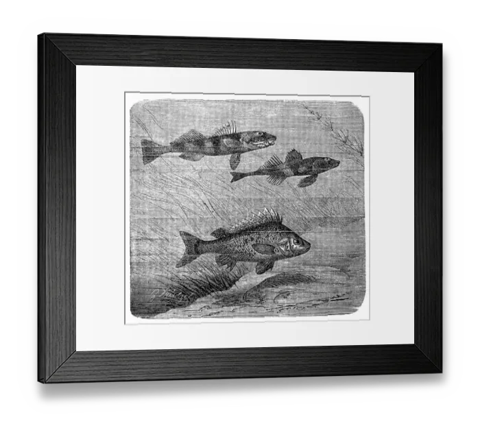 Framed Print : Aspro, Zingel asper and Eurasian ruffe Framed Print : Aspro, Zingel asper and Eurasian ruffe