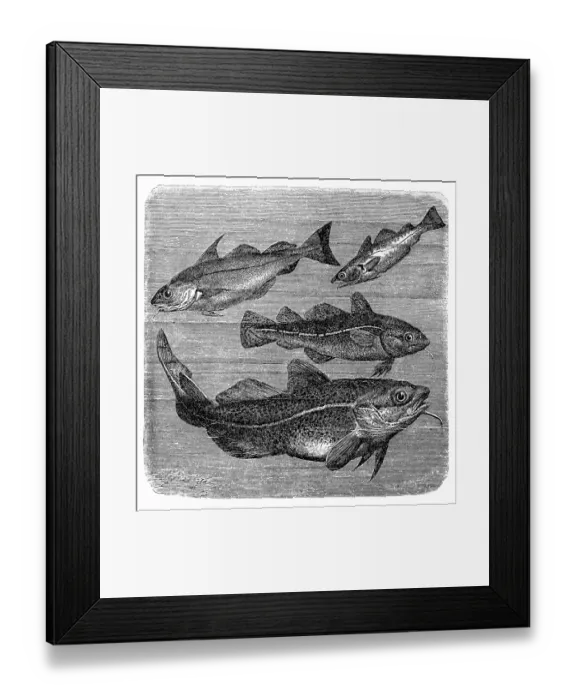 Framed Print : Haddock, Whiting and Codfishes Framed Print : Haddock, Whiting and Codfishes