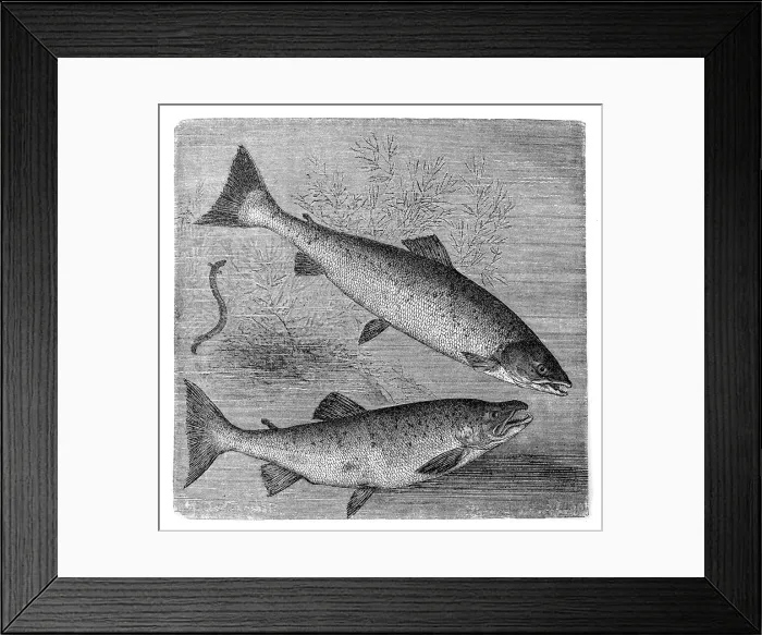 Framed Print : Atlantic salmon (salmo salar) and brown trout (S. trutta) Framed Print : Atlantic salmon (salmo salar) and brown trout (S. trutta)
