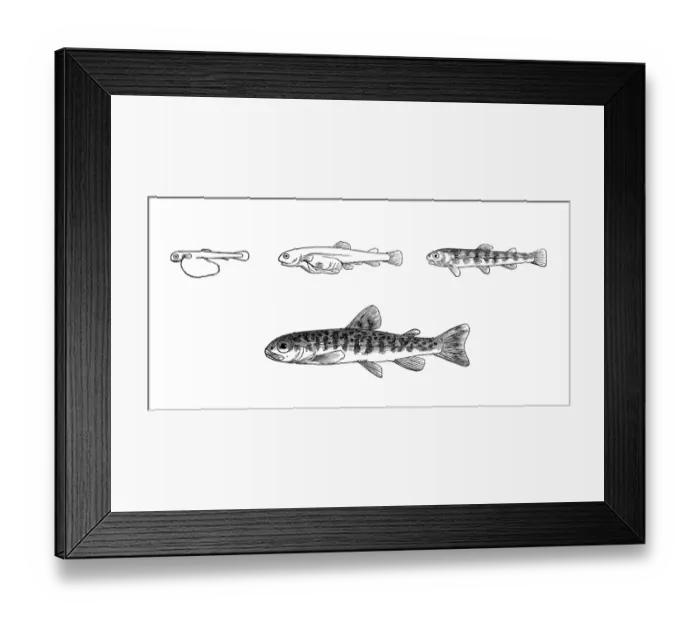 Framed Print : Trout. Illustration of a trout development Framed Print : Trout. Illustration of a trout development