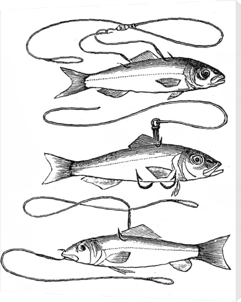 Angling, fish baits on hooks