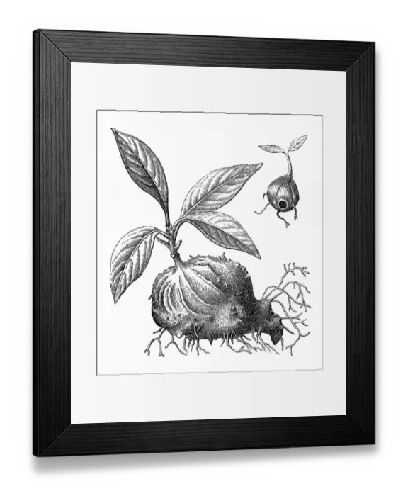 Framed Print : Myrmecophytes (mirmecodia echinata), or ant plants Framed Print : Myrmecophytes (mirmecodia echinata), or ant plants