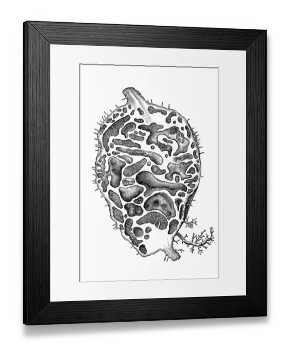 Framed Print : Myrmecophytes (mirmecodia echinata), or ant plants Framed Print : Myrmecophytes (mirmecodia echinata), or ant plants