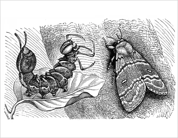 Lobster moth (Stauropus fagi)