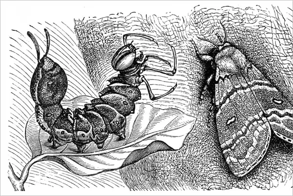Lobster moth (Stauropus fagi)