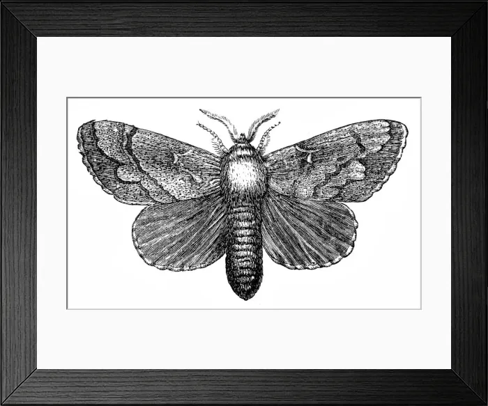 Framed Print : Pine moth (Gastropacha pini) Framed Print : Pine moth (Gastropacha pini)