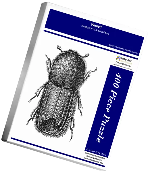Weevil. Illustration of a weevil bug