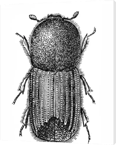 Weevil. Illustration of a weevil bug