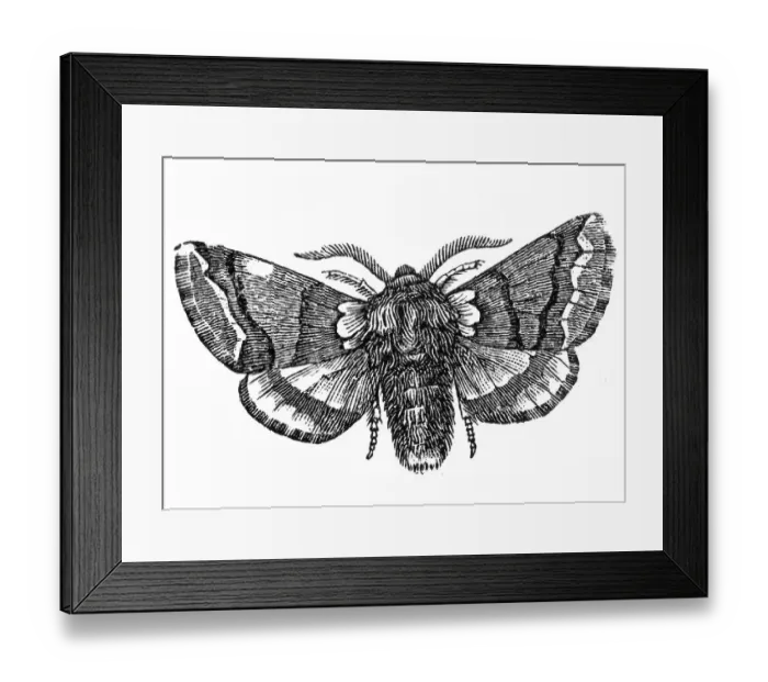 Framed Print : Moth (Cnethocampa processionea) Framed Print : Moth (Cnethocampa processionea)
