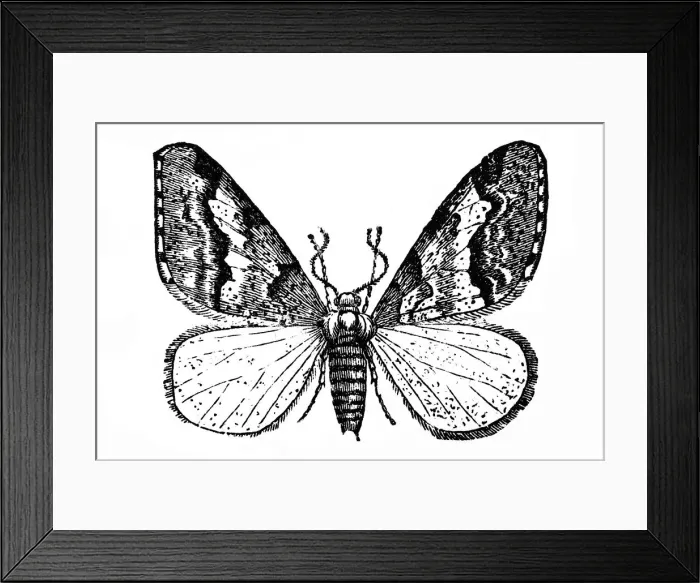 Framed Print : Butterfly (Geometra defoliaria)