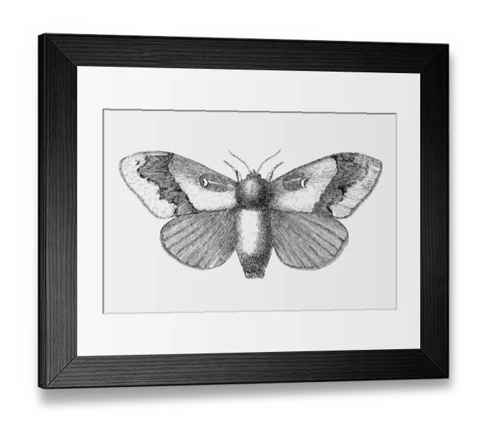 Framed Print : Pine moth (Gastropacha pini) Framed Print : Pine moth (Gastropacha pini)