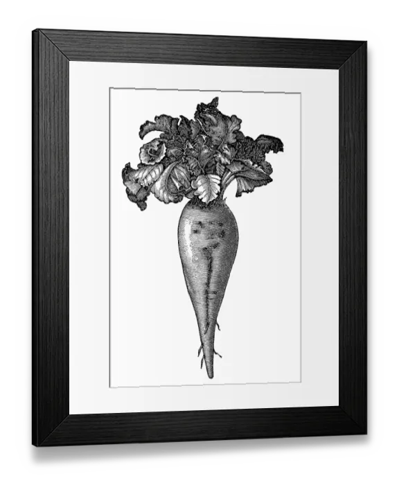 Framed Print : Beetroot. Illustration of a vegetable Beetroot Framed Print : Beetroot. Illustration of a vegetable Beetroot