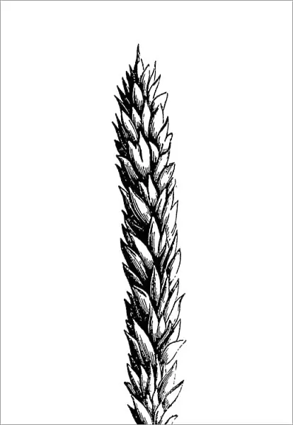 Wheat (triticum vulgare muticum)