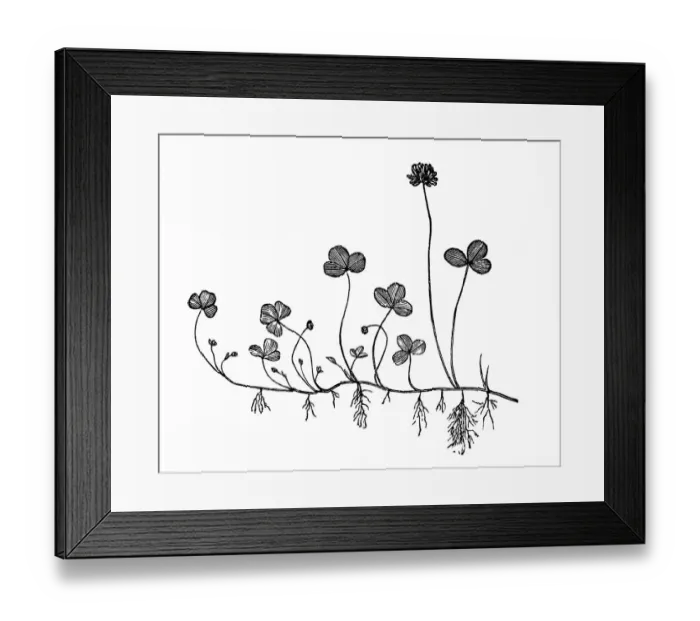 Framed Print : Trifolium repens (white clover) Framed Print : Trifolium repens (white clover)