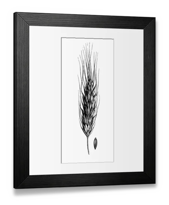 Framed Print : Polish wheat (Triticum polonicum) Framed Print : Polish wheat (Triticum polonicum)