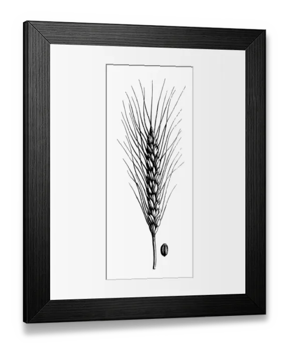 Framed Print : Wheat (Triticum turgidum) Framed Print : Wheat (Triticum turgidum)