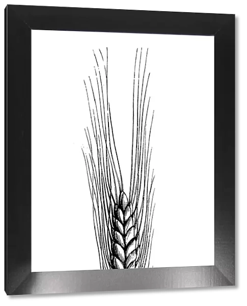 Emmer wheat, farro or hulled wheat (triticum amyleum)