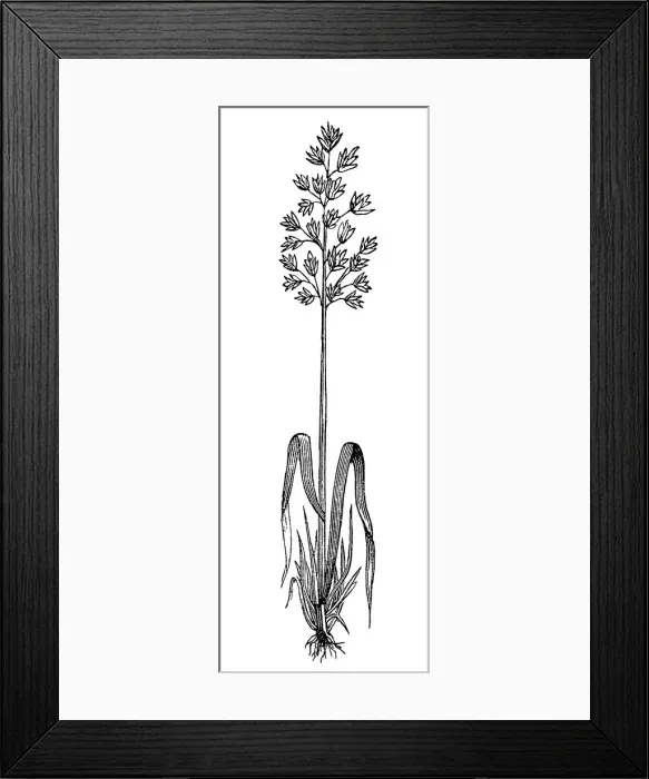 Framed Print : Soft-haired oats (Avena sativa) Framed Print : Soft-haired oats (Avena sativa)
