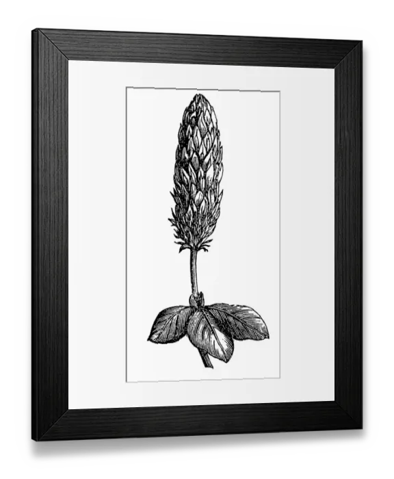 Framed Print : Crimson Clover Framed Print : Crimson Clover