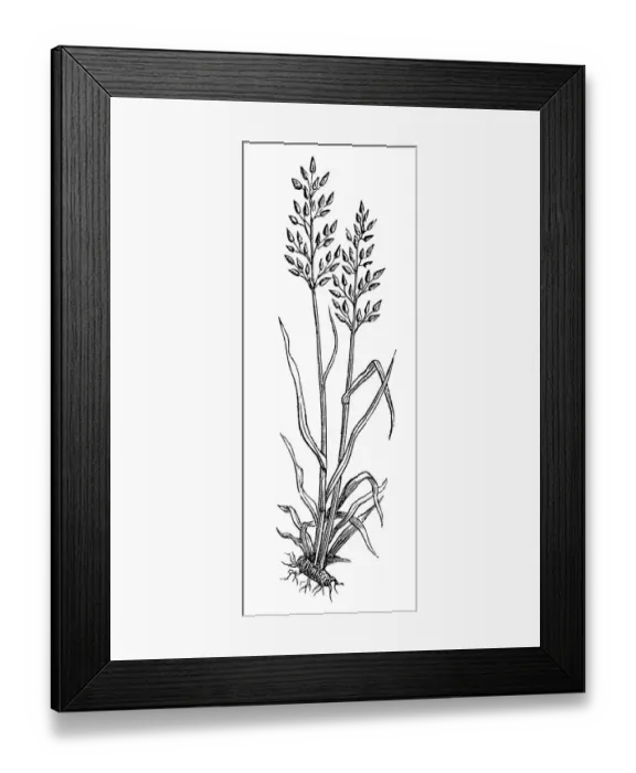 Framed Print : Festuca pratensis, Meadow Fescue-grass Framed Print : Festuca pratensis, Meadow Fescue-grass