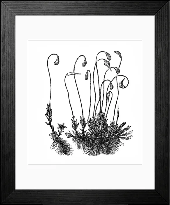 Framed Print : Jungermannia asplenioides Framed Print : Jungermannia asplenioides