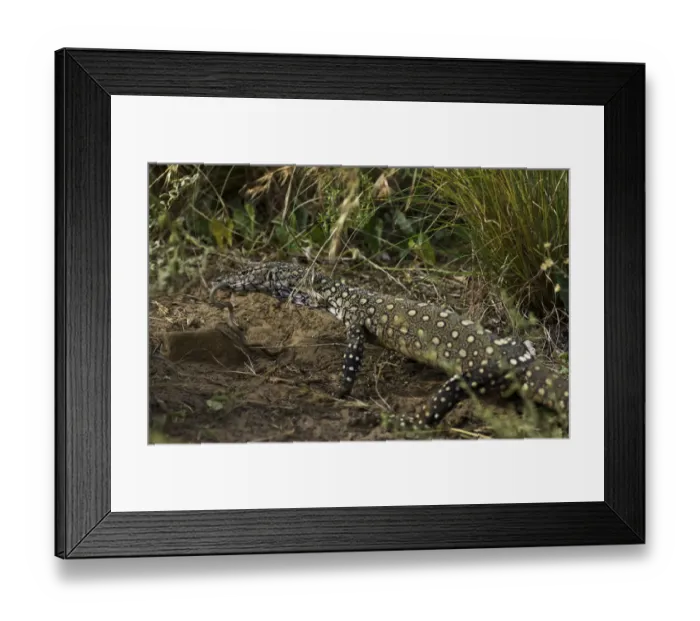 Framed Print : Perentie monitor lizard eating snake Framed Print : Perentie monitor lizard eating snake