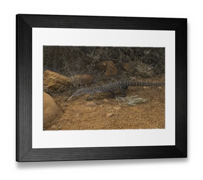 Framed Print : Perentie monitor lizard Framed Print : Perentie monitor lizard