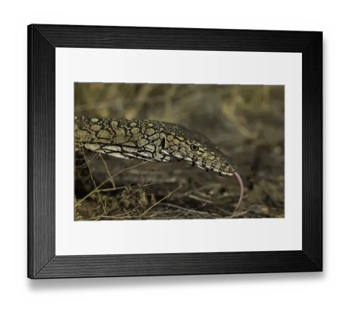 Framed Print : Perentie monitor lizard Framed Print : Perentie monitor lizard