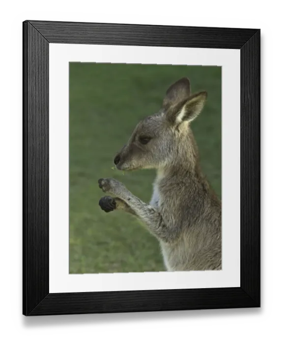 Framed Print : Eastern Grey kangaroo male joey nibbling on grass Framed Print : Eastern Grey kangaroo male joey nibbling on grass